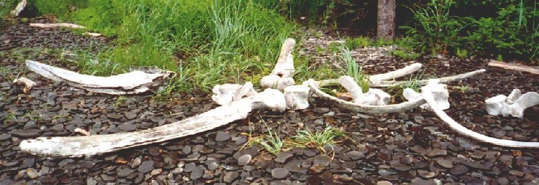 Old whale bones at Fox Island.